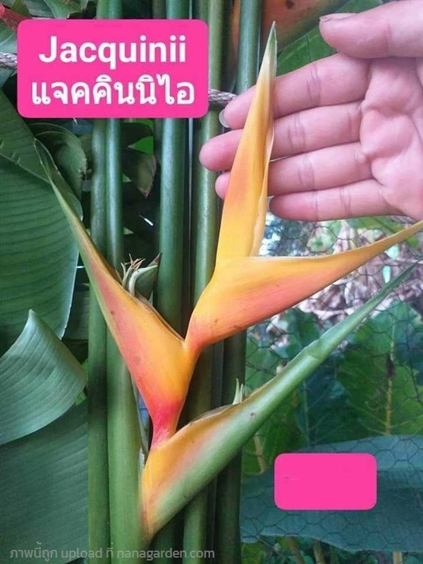 ต้น เฮลิโคเนีย Heliconia แจ็คควินิไอ Jacquinii | Shopping by lewat - เมืองมหาสารคาม มหาสารคาม