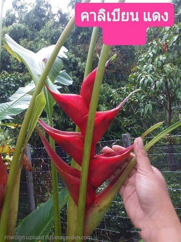 ต้น หน่อ เฮลิโคเนีย Heliconia คาลิเบียน แดง Caribe | Shopping by lewat - เมืองมหาสารคาม มหาสารคาม