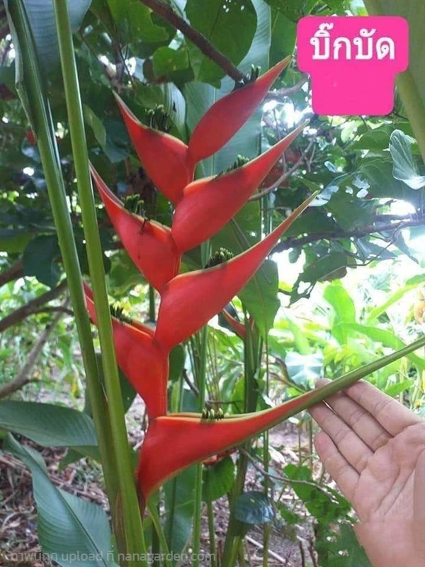 ต้น หน่อ เฮลิโคเนีย Heliconia บิ๊กบัด Big Bud | Shopping by lewat - เมืองมหาสารคาม มหาสารคาม