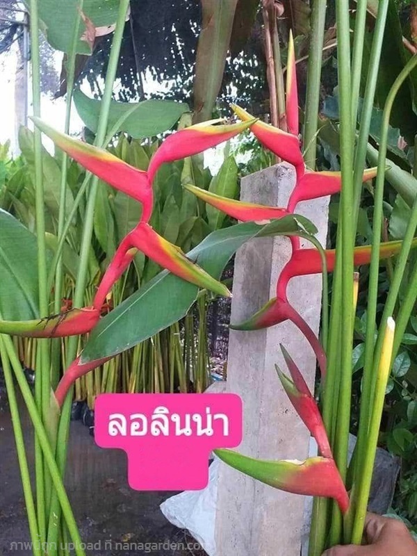 ต้น หน่อ เฮลิโคเนีย Heliconia รอลินเลียนา raulinia | Shopping by lewat - เมืองมหาสารคาม มหาสารคาม