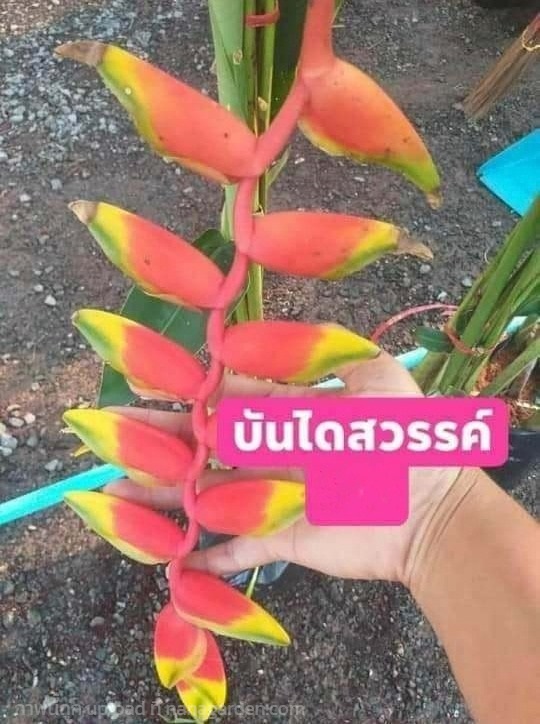 ต้น หน่อ เฮลิโคเนีย Heliconia บันไดสวรรค์ spp.& hy | Shopping by lewat - เมืองมหาสารคาม มหาสารคาม