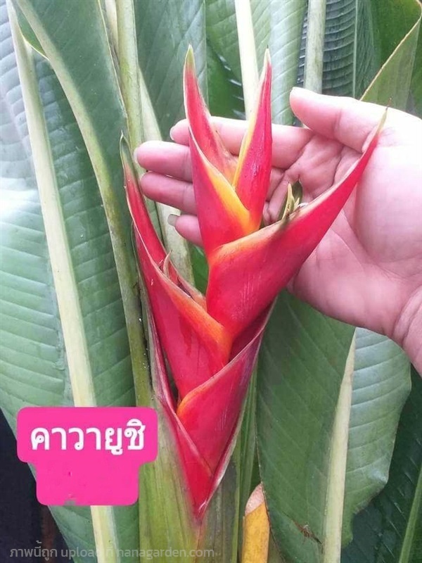 ต้น หน่อ เฮลิโคเนีย Heliconia คาวายูชิ Kawauchi | Shopping by lewat - เมืองมหาสารคาม มหาสารคาม