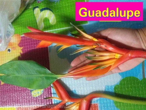ต้น หน่อ เฮลิโคเนีย Heliconia กัวดาลูป Guadalupe | Shopping by lewat - เมืองมหาสารคาม มหาสารคาม