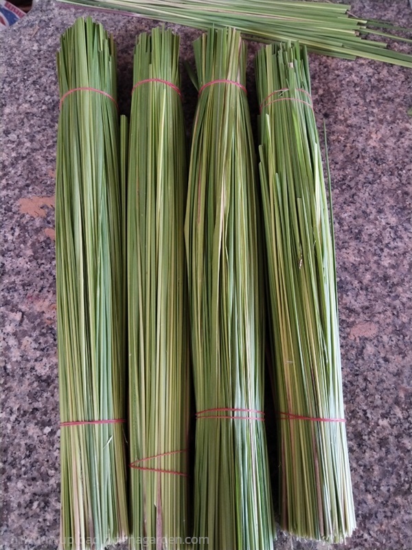 ใบหญ้าคาสด (เฉพาะใบเท่านั้น)ตัดยาว30ชม. | เมล็ดพันธุ์ดี เกษตรวิถีไทย - เมืองระยอง ระยอง