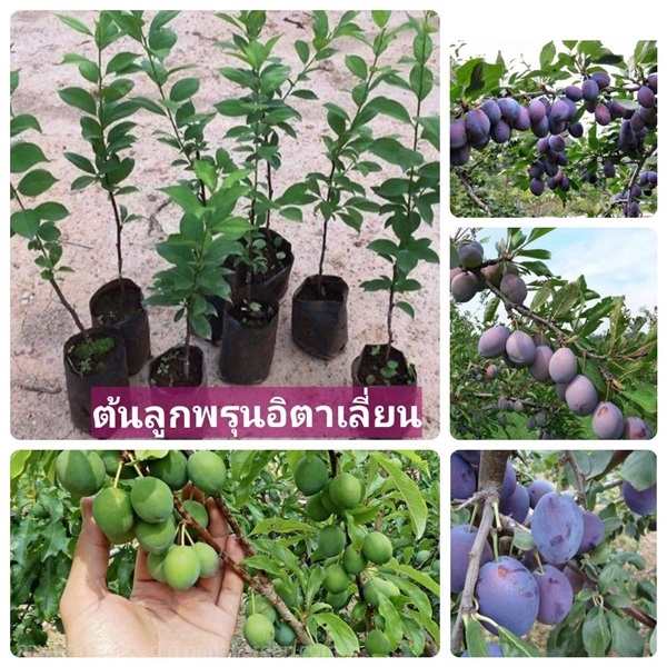 ต้นพรุนอิตาเลี่ยน เสียบยอด | ห้างหุ้นส่วนจำกัด แกรนด์การ์เด้น พลัส - คลองหลวง ปทุมธานี