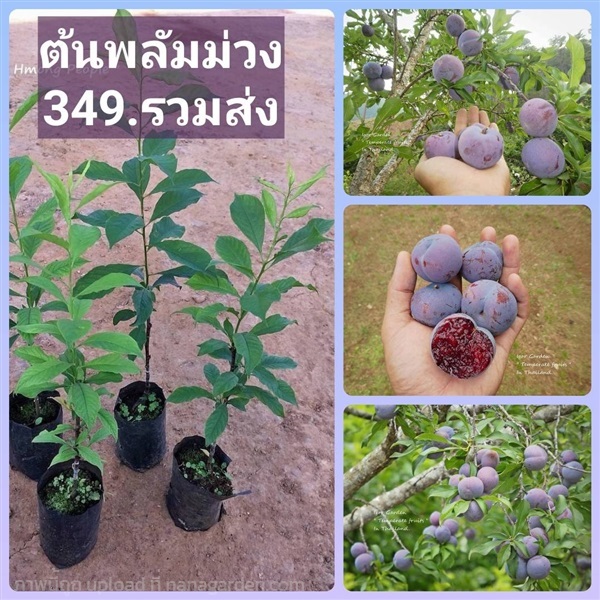 ต้นพลัมม่วง" ลูกพลัมม่วง( Black Splendor Plums )   | ห้างหุ้นส่วนจำกัด แกรนด์การ์เด้น พลัส - คลองหลวง ปทุมธานี