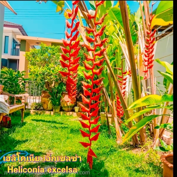 ต้น เฮลิโคเนีย Heliconia เอ็กเซลซ่า excelsa | Shopping by lewat - เมืองมหาสารคาม มหาสารคาม