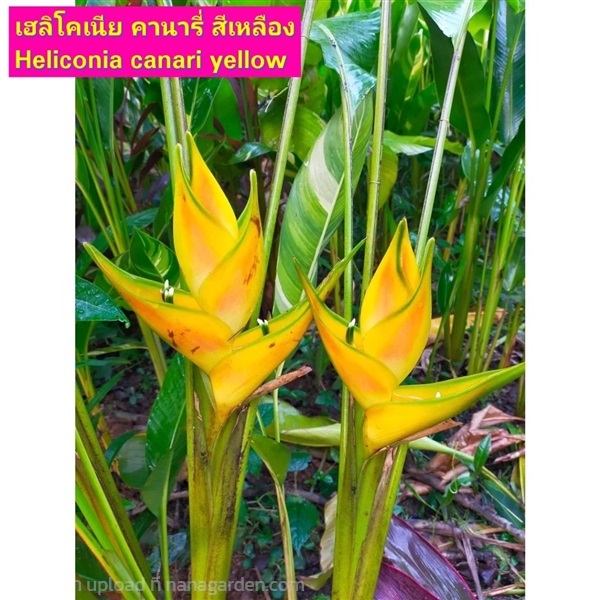 เฮลิโคเนีย Heliconia คานารี่ เหลือง canari yellow | Shopping by lewat - เมืองมหาสารคาม มหาสารคาม