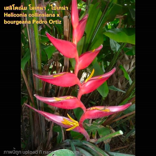 ต้น เฮลิโคเนีย Heliconia โมเกน่า โปเกน่า bourgeana | Shopping by lewat - เมืองมหาสารคาม มหาสารคาม