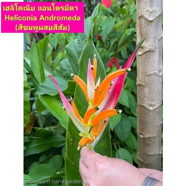 ต้น ลิโคเนีย Heliconia แอนโดรมีดา Andromeda | Shopping by lewat - เมืองมหาสารคาม มหาสารคาม