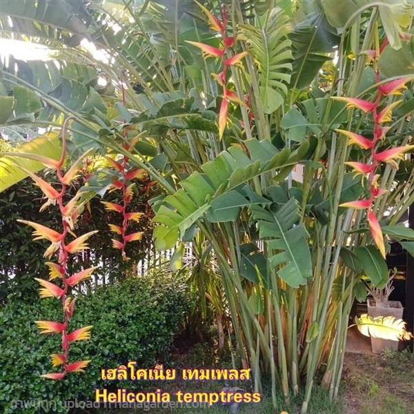 ต้น เฮลิโคเนีย Heliconia เทมเพลส temptress | Shopping by lewat - เมืองมหาสารคาม มหาสารคาม