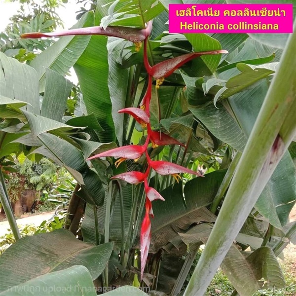 ต้น เฮลิโคเนีย Heliconia คอลลินเซียน่า collinsiana | Shopping by lewat - เมืองมหาสารคาม มหาสารคาม