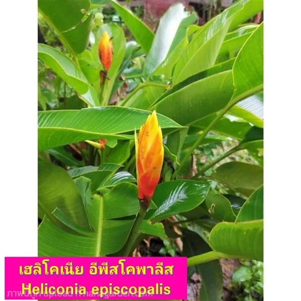 ต้น เฮลิโคเนีย Heliconia อีพีสโคพาลีส episcopalis | Shopping by lewat - เมืองมหาสารคาม มหาสารคาม