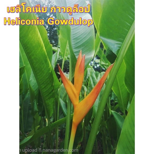 ต้น เฮลิโคเนีย Heliconia กาวดุลือป Gowdulop | Shopping by lewat - เมืองมหาสารคาม มหาสารคาม