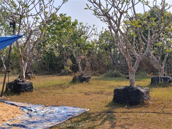 ต้นลีลาวดี ขาวพวง หน้า 5" สูง 4 เมตร อายุ25 ปี | ทุ่งเกษตร - เดชอุดม อุบลราชธานี