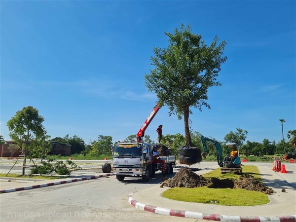 มั่งมี | เอกไม้ประดับ/ปราจีน -  ปราจีนบุรี