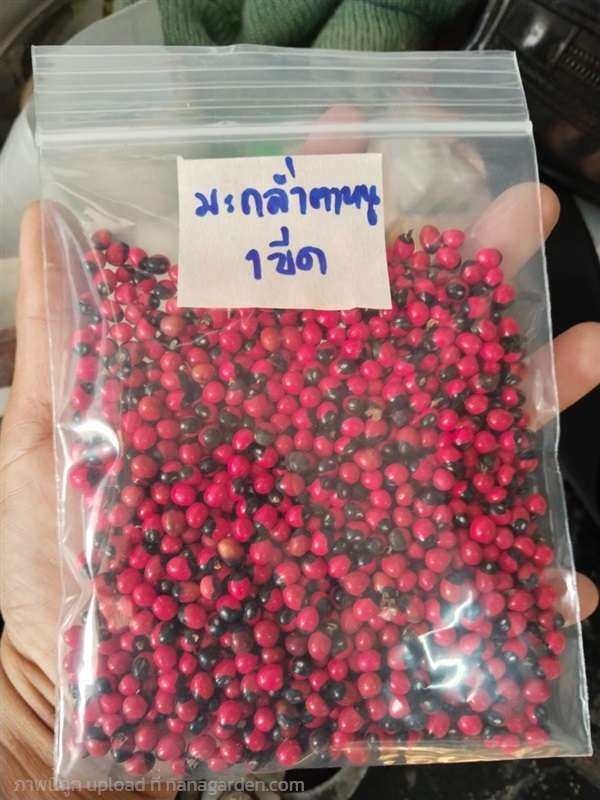 มะกล่ำตาหนู ขายเมล็ด1ขีด100บาท | เมล็ดพันธุ์ดี เกษตรวิถีไทย - เมืองระยอง ระยอง