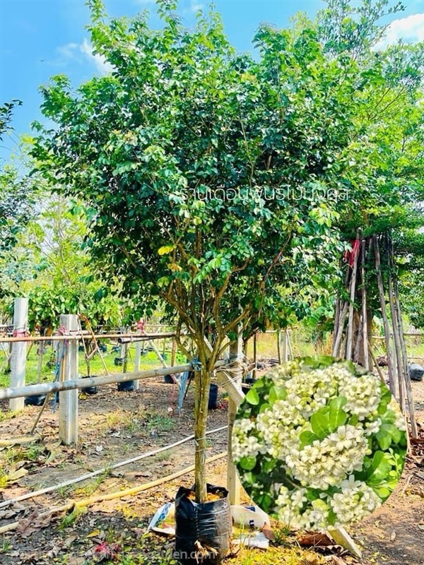 ต้นแก้วพวงดวงใจ | เดือนพันธุ์ไม้มงคล - บางใหญ่ นนทบุรี