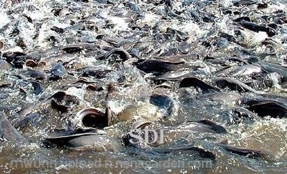 อาหารปลาเม็ดลอย ปลากินดี โตไว | SD.Garden - เมืองราชบุรี ราชบุรี