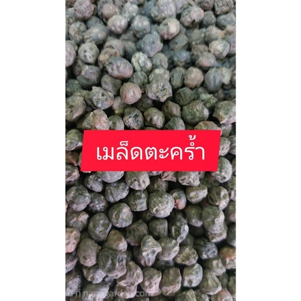 เมล็ดตะคร้ำสำหรับเพาะกล้า 10 เมล็ด100 บาท | วรากรสมุนไพร - เมืองนครราชสีมา นครราชสีมา