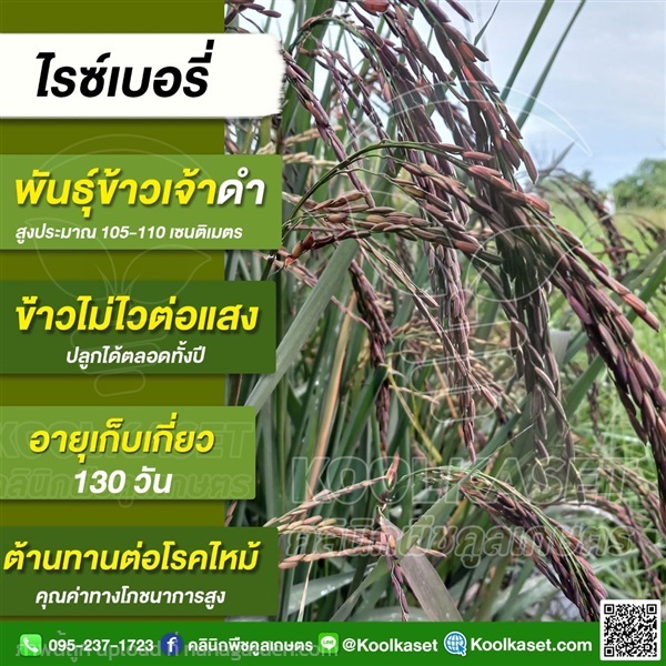 พันธุ์?ข้าว? ข้าวเจ้าสีม่วงเข้ม ไรซ์เบอรี่ | คลินิกพืชคูลเกษตร - ชุมตาบง นครสวรรค์