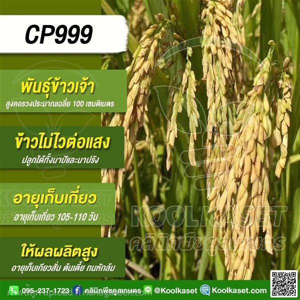 พันธุ์?ข้าว? ข้าวเจ้า ซีพีไรซ์ 999 CP999 นาปี นาปร | คลินิกพืชคูลเกษตร - ชุมตาบง นครสวรรค์