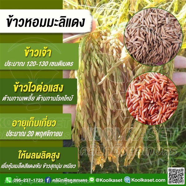 พันธุ์ข้าว ข้าวเจ้า หอมมะลิแดง นาปี | คลินิกพืชคูลเกษตร - ชุมตาบง นครสวรรค์