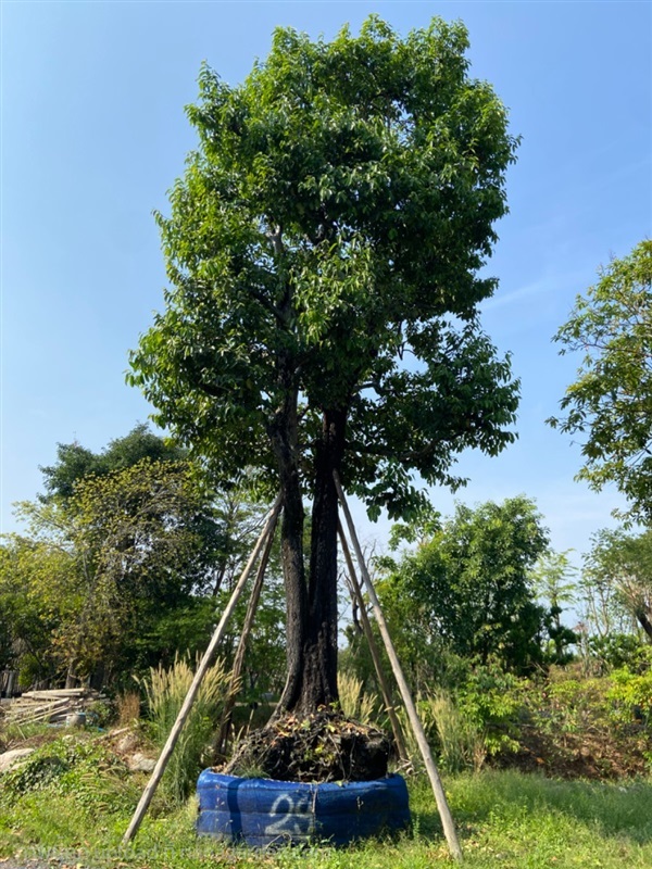ต้นนางกวัก ขนาด 29 นิ้ว | ส.สำราญ พันธุ์ไม้ - แก่งคอย สระบุรี