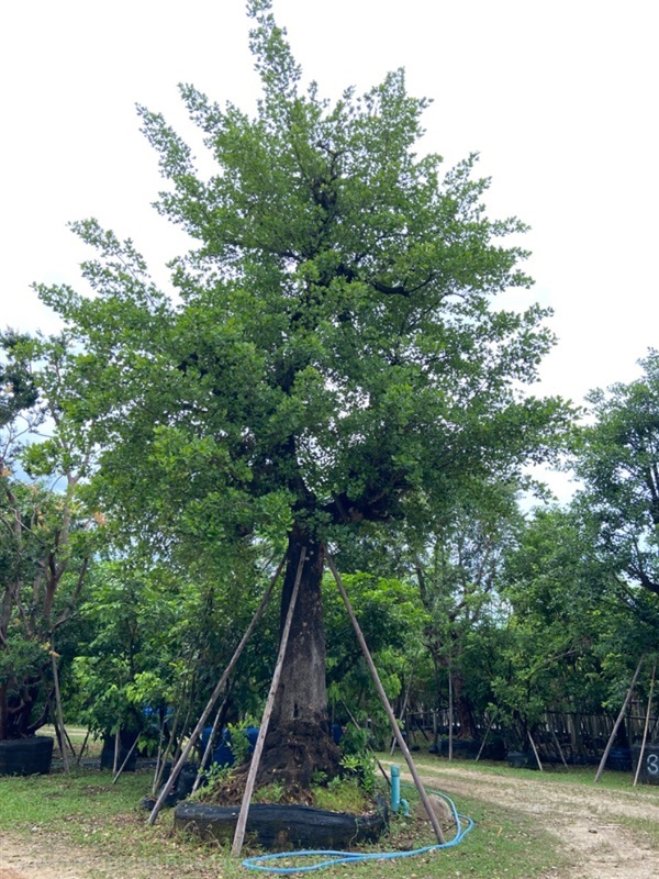 ต้นมั่งมี ขนาด 37 นิ้ว | ส.สำราญ พันธุ์ไม้ - แก่งคอย สระบุรี