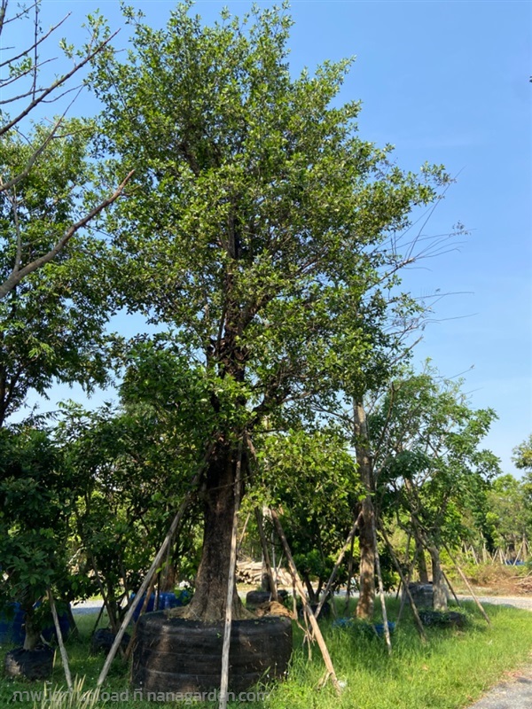 ต้นมั่งมี ขนาด 30 นิ้ว | ส.สำราญ พันธุ์ไม้ - แก่งคอย สระบุรี