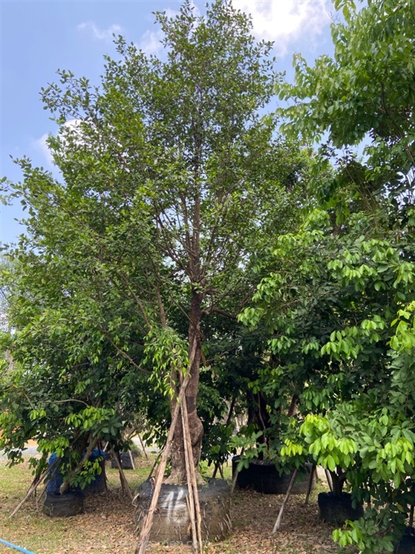 ต้นมั่งมี ขนาด 16 นิ้ว | ส.สำราญ พันธุ์ไม้ - แก่งคอย สระบุรี