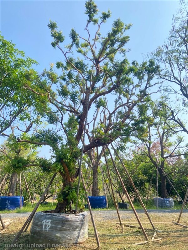ต้นเสม็ดแดงเอนลีลา ขนาด 18 นิ้ว | ส.สำราญ พันธุ์ไม้ - แก่งคอย สระบุรี