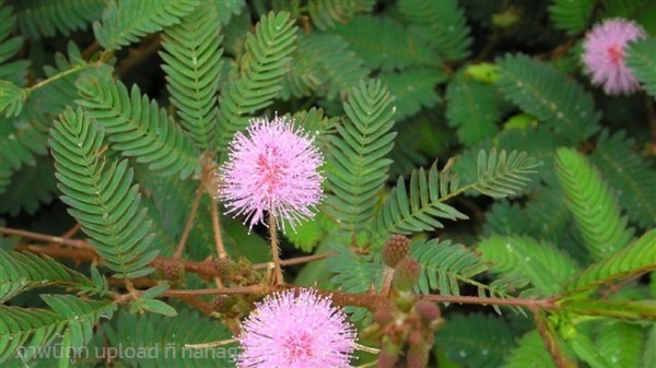 ต้นไมยราบสด  sensitive plant  ถอนส่ง กก 100 บาท   | เจซีฟาร์ม - เวียงชัย เชียงราย