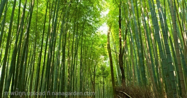 ใบไผ่ สด Bamboo Leaf ขายเป็นกิโล 100บาท เก็บคละไซส | เจซีฟาร์ม - เวียงชัย เชียงราย