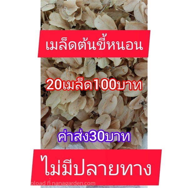 ขายเมล็ดต้นขี้หนอน | วรากรสมุนไพร - เมืองนครราชสีมา นครราชสีมา