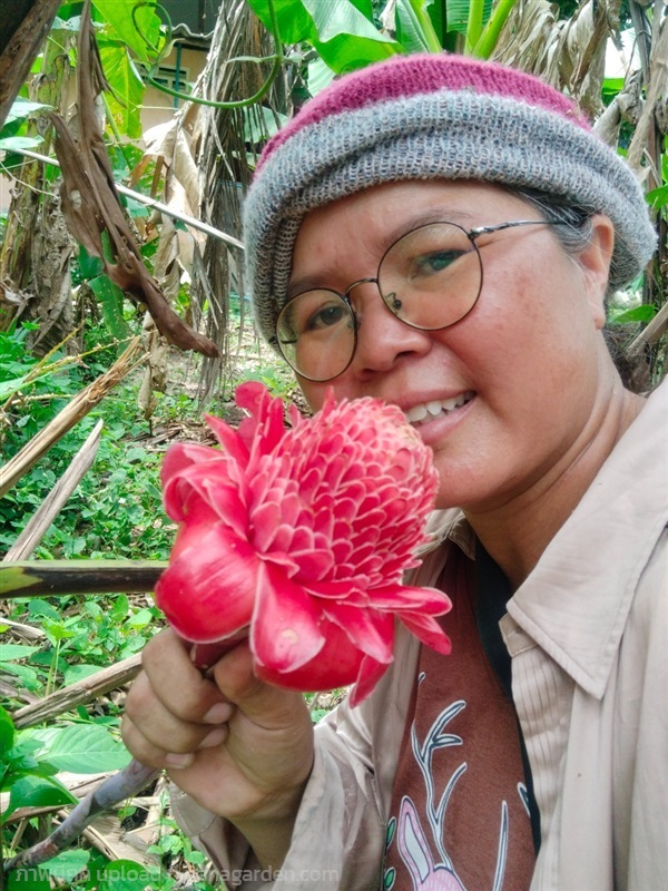 ดาหลาแดง ขายหน่อพันธุ์ | เมล็ดพันธุ์ดี เกษตรวิถีไทย - เมืองระยอง ระยอง