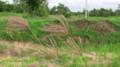 หญ้ารังนก ถอนสดส่งทั้งรากและใบ    1กก 99 บาท | เจซีฟาร์ม - เวียงชัย เชียงราย