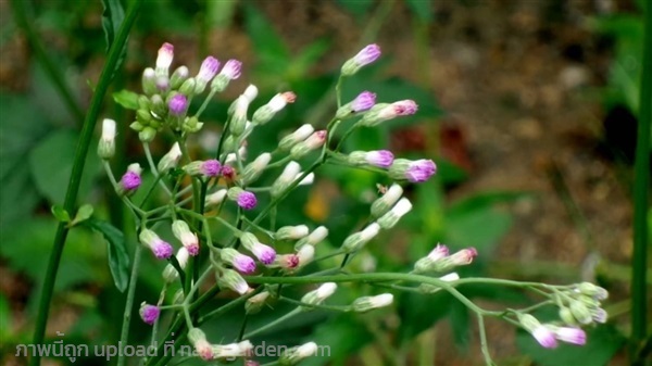 หญ้าดอกขาว ม่านพระอินทร์  Little ironweed  | เจซีฟาร์ม - เวียงชัย เชียงราย