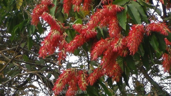 ต้นพันธุ์ ปาโลแซนโตส (Palozantos)  Ant tree | เจซีฟาร์ม - เวียงชัย เชียงราย