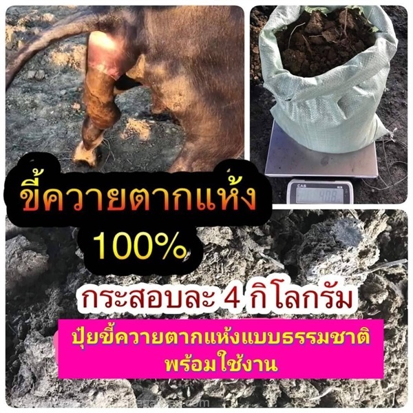 ขี้ควายตากแห้ง 100% ปุ๋ยขี้ควาย  ปุ๋ยคอก ขี้ควาย ต | Shopping by lewat - เมืองมหาสารคาม มหาสารคาม