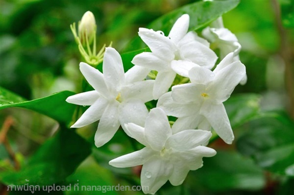 ต้นมะลิลา Jasmine  ดอกสีขาวหอม ไหว้พระ ทำชา | เจซีฟาร์ม - เวียงชัย เชียงราย