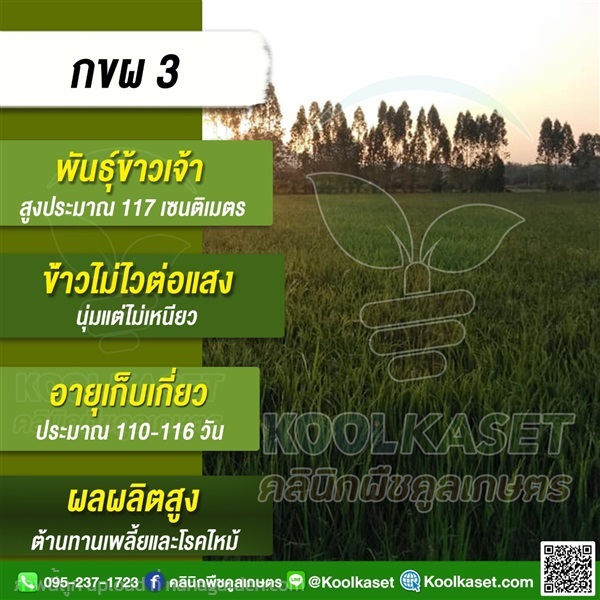 พันธุ์ข้าว ข้าวเจ้า ข้าว(กขผ3) นาปี นาปรัง | คลินิกพืชคูลเกษตร - ชุมตาบง นครสวรรค์