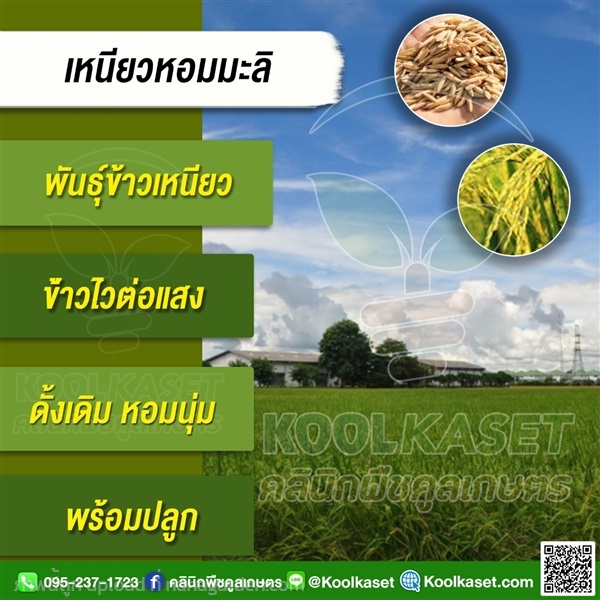 พันธุ์ข้าว ข้าวเหนียว (ข้าวเหนียวหอมมะลิ) นาปี | คลินิกพืชคูลเกษตร - ชุมตาบง นครสวรรค์