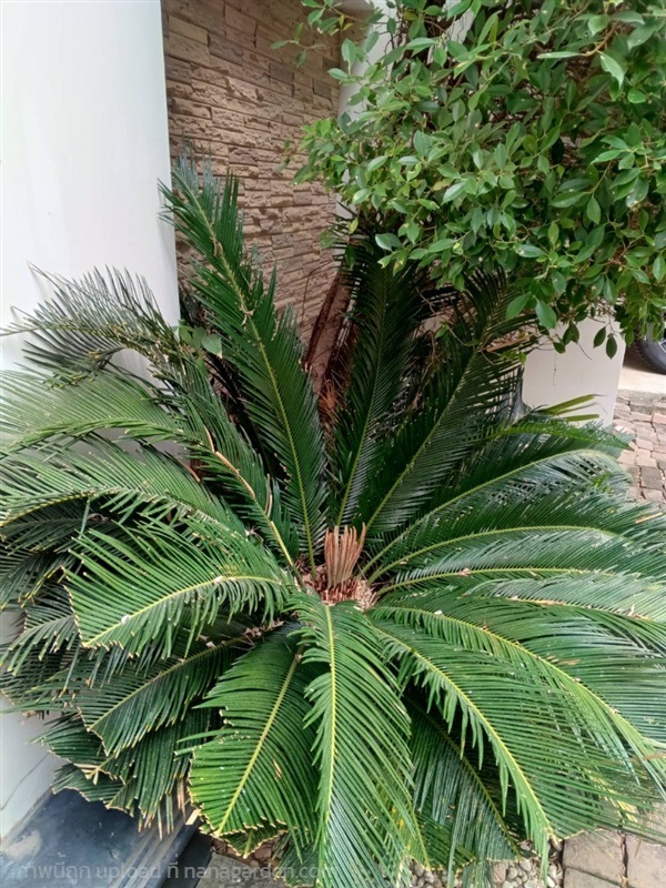 ต้น ปรงญี่ปุ่น Sago palm พร้อมปลูกในถุงดำ 59 บาท | เจซีฟาร์ม - เวียงชัย เชียงราย