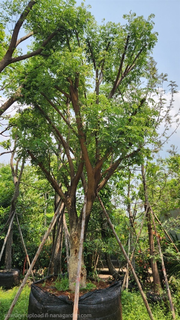 ต้นจามจุรี | สวนป้าควรพันธ์ไม้ -  สระบุรี