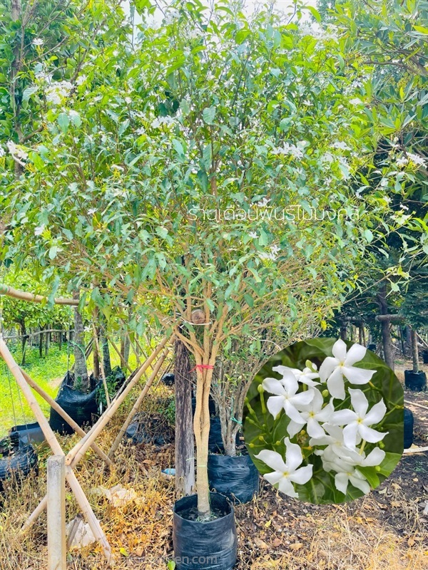 ต้นพุดกังหัน | เดือนพันธุ์ไม้มงคล - บางใหญ่ นนทบุรี