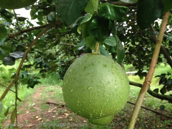 เมล็ดพันธุ์ ส้มโอทองดี Pomelo สำหรับปลูก 20เมล็ด | เจซีฟาร์ม - เวียงชัย เชียงราย
