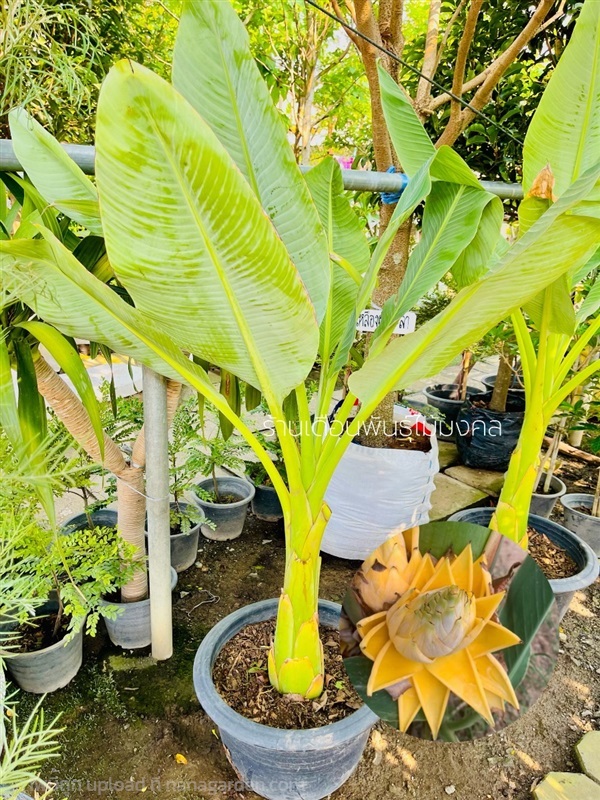 ต้นกล้วยบัวทอง(ดารารัศมี) | เดือนพันธุ์ไม้มงคล - บางใหญ่ นนทบุรี
