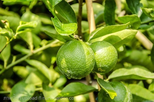 เมล็ดพันธุ์ มะนาว Lime seed เมล็ดมะนาวแป้น | เจซีฟาร์ม - เวียงชัย เชียงราย