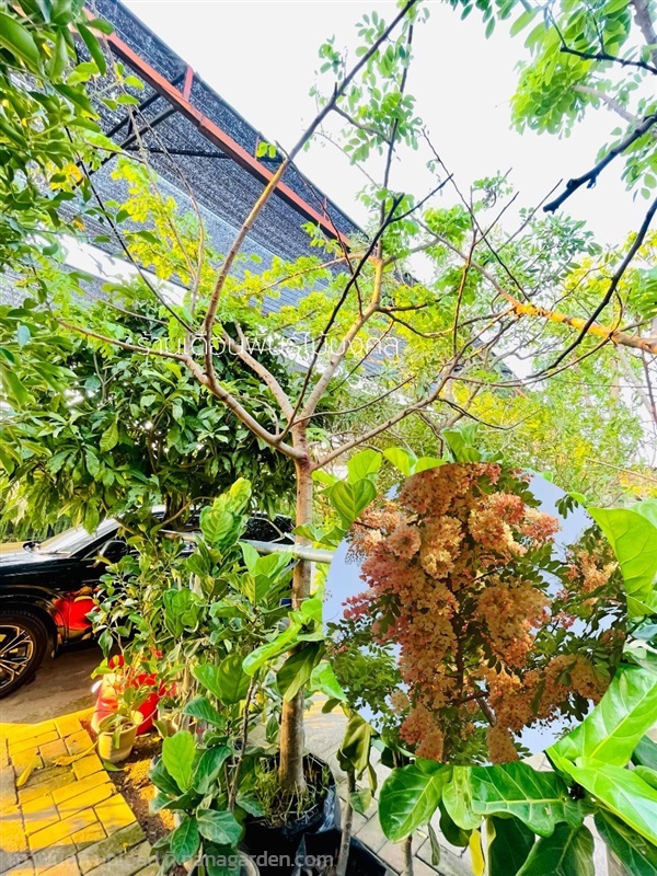 ต้นคูณชมพู(คูณสายรุ้ง) | เดือนพันธุ์ไม้มงคล - บางใหญ่ นนทบุรี